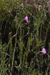 Bartram's rose gentian